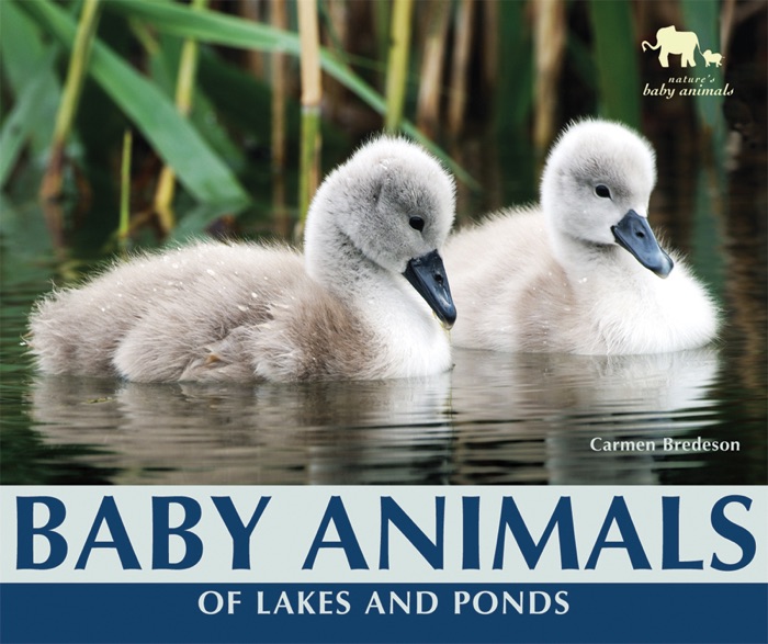 Baby Animals of Lakes and Ponds