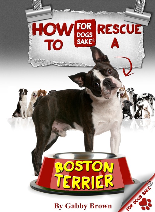 How to Rescue a Boston Terrier