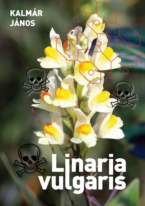 Linaria vulgaris