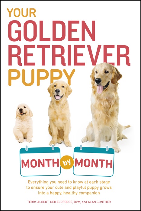 Your Golden Retriever Puppy Month by Month