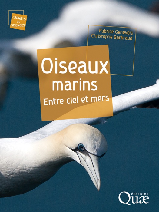 Oiseaux marins