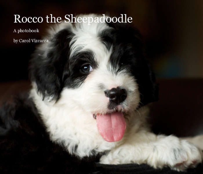 Rocco the Sheepadoodle