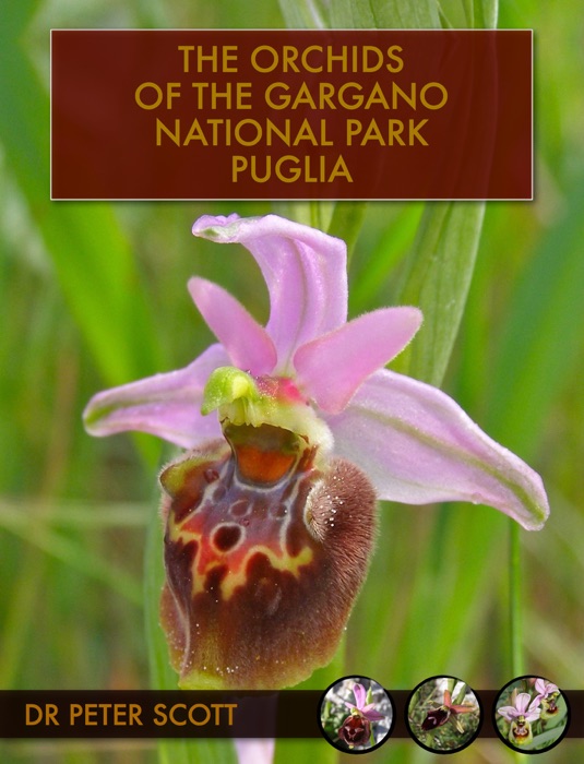 Orchids of the Gargano National Park, Puglia