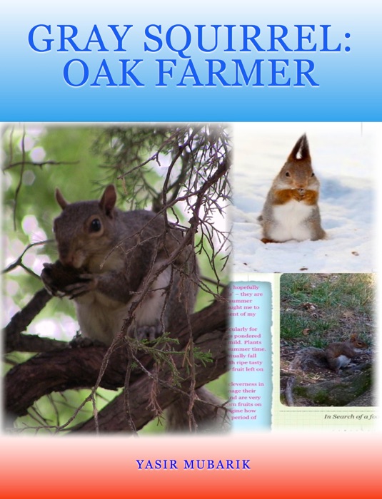 Gray Squirrel: Oak Farmer