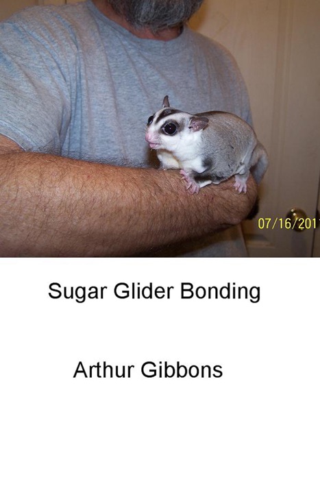 Sugar Glider Bonding