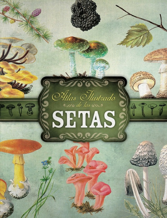 Setas (ilustrado)