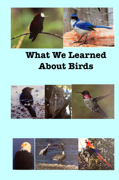 What We Learned About Birds