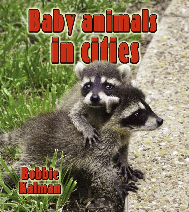 Baby Animals In Cities