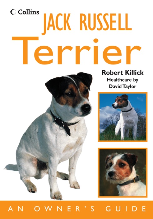 Jack Russell Terrier