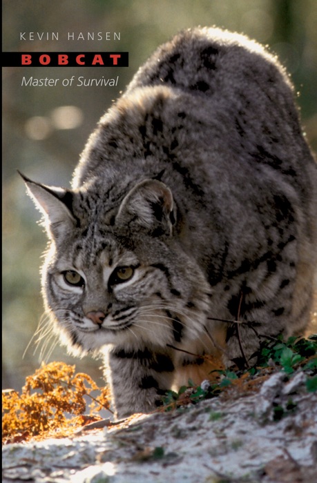 Bobcat