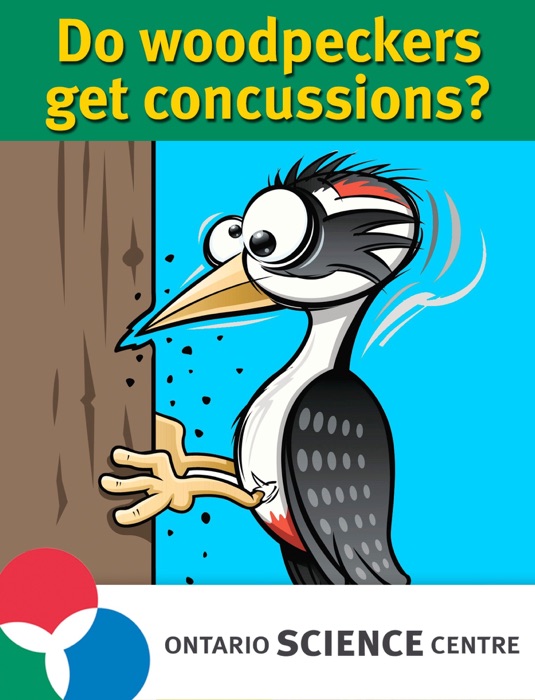 Do Woodpeckers Get Concussions? The Science of Brain Injuries.