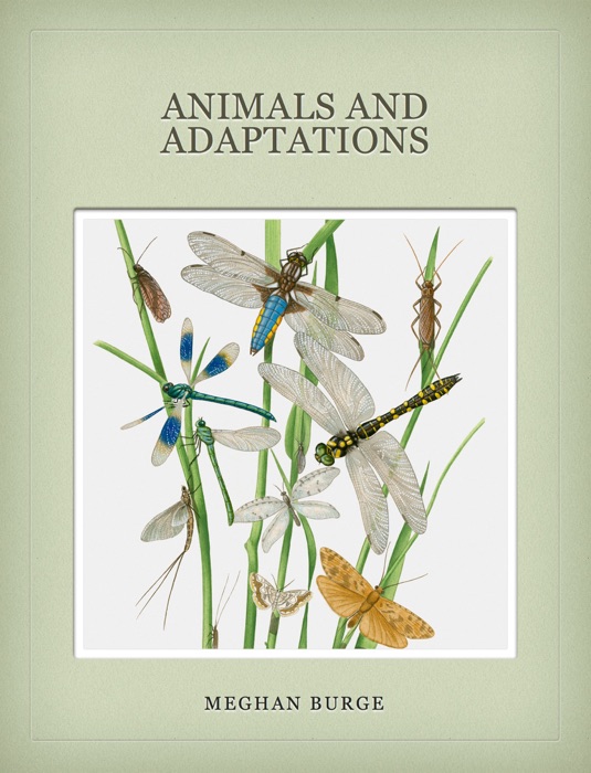 Animals and Adaptations