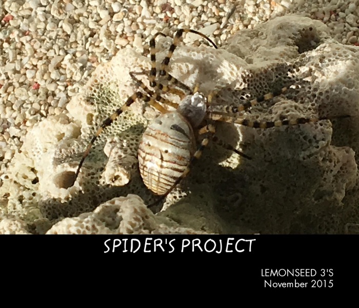 SPIDER'S PROJECT