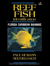 Download Reef Fish Identification - Florida Caribbean Bahamas