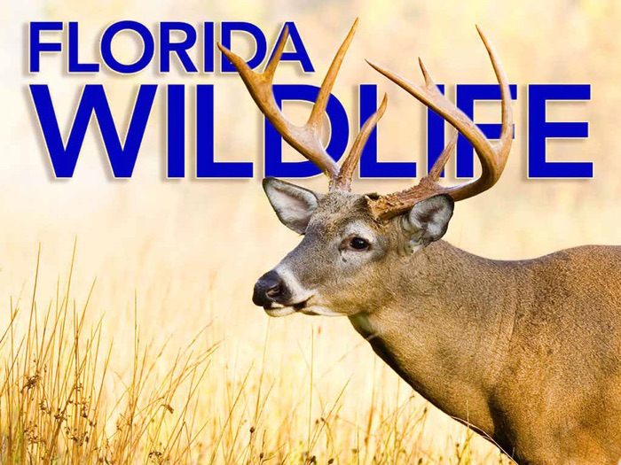 Florida Wildlife Magazine