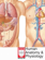 Human Anatomy & Physiology Human Anatomy & Physiology