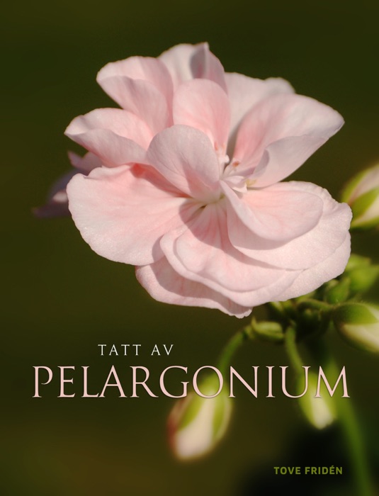 Tatt av pelargonium