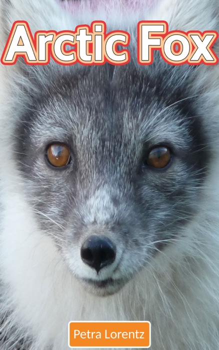 Arctic Fox