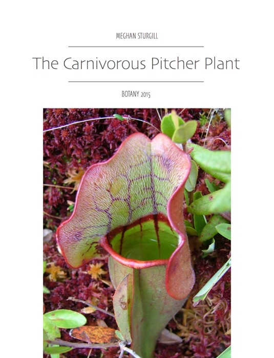 Pitcher Plant