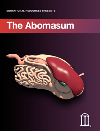 The Abomasum