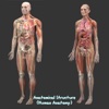 Anatomical structure (Human Anatomy)