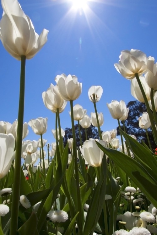 Backgrounds - Stunning HD Retina Wallpapers