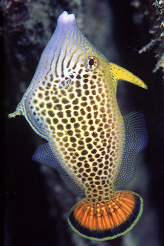 Reef Fish Hawaii