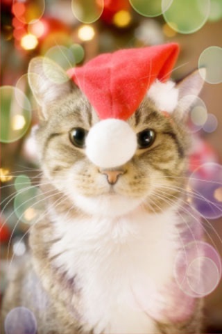 MoreNoel