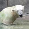 Amazing Polar Bear Tap Puzzles - free edition