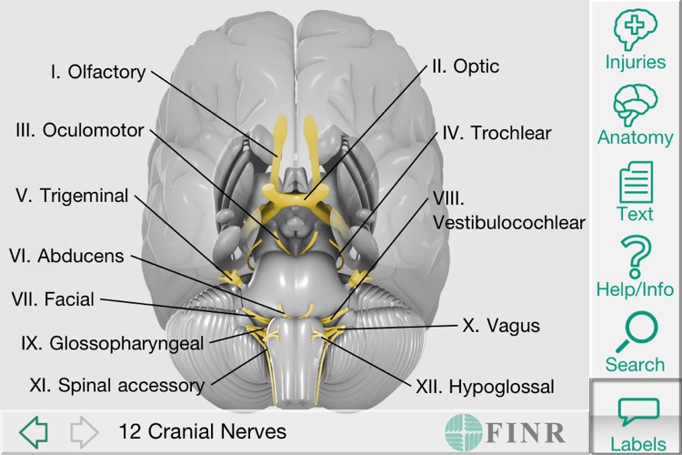 FINR Brain Atlas