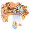 Otolaryngology (Ear, Nose, and Throat)