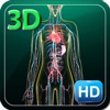 3D Human Circulation System_HD