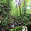The Rain Forest - Tropic Travel and Exotic Animals and Creature Sounds