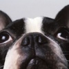 bunta  ~Boston terrier~