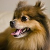 Amazing Pomeranian iSlider Puzzles