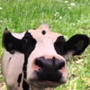 My Pet Cow