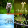 Wild Animals and Birds