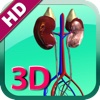 3D Human Kidney HD