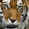 Big Cats