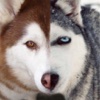 Husky Wallpapers HD