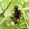 Pollinators