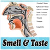 THE MIRACLES OF SMELL AND TASTE