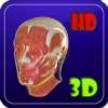 3D Human Head Muscle Pro