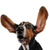 Basset Hounds - Hound Dog Fun