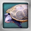 Turtle Flip: Flashcards of Turtles