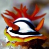 AWESOME NUDIBRANCHES -- Colorful Salt Water Aquarium Fish / Sea Creatures