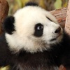 Adorable Panda Bears iSlider Puzzles