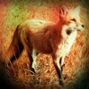 Fox 's - Real Sounds From Nature