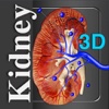 Kidney 3D