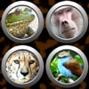 Animal Button Box